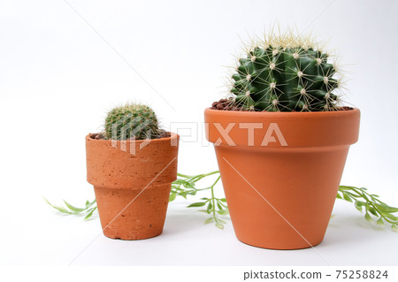 仙人掌，遺產，植物，觀葉植物，綠色，荊棘，自然，園藝，寄居棕櫚，多肉植物，園藝，花卉，綠色 75258824