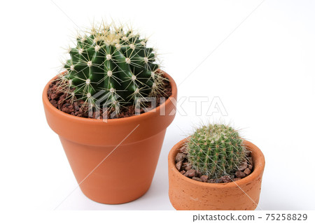 仙人掌,遺產,植物,觀葉植物,綠色,荊棘,自然,園藝,寄居棕櫚,多肉植物,園藝,花卉,綠色 仙人掌,遺產,植物,觀葉植物,綠色,荊棘,自然,園藝,寄居棕櫚,多肉植物,園藝,花卉,綠色 75258829