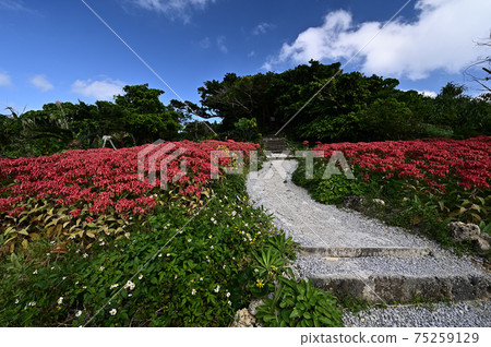 From Santen Goza From Santen Goza 75259129