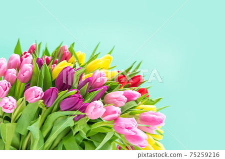 Tulip Flowers Spring bouquet turquoise background 75259216