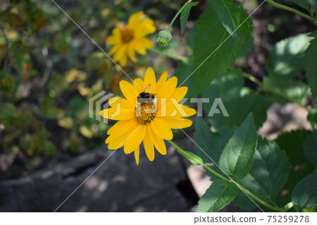 Heliopsis flowers in the garden. Bumblebee sitting on a flower of Heliopsis. 75259278
