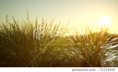 green grass on hills at sunset green grass on hills at sunset 75259491