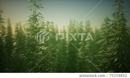 Field of green medial cannabis Field of green medial cannabis 75259852