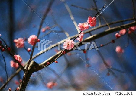 梅花 梅花 75261101