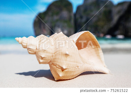 Seashell on beach Seashell on beach 75261522