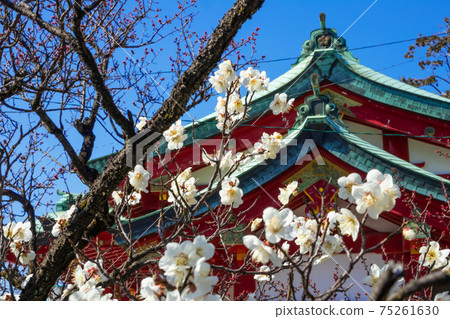 上野天滿宮,盛開的梅花<愛知縣名古屋市> 上野天滿宮,盛開的梅花<愛知縣名古屋市> 75261630