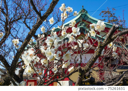 上野天滿宮,盛開的梅花<愛知縣名古屋市> 上野天滿宮,盛開的梅花<愛知縣名古屋市> 75261631