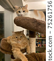 Cat Tower Battle 2 75261756