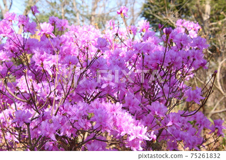 Hayatomitsubatsuji tree Hayatomitsubatsuji tree 75261832