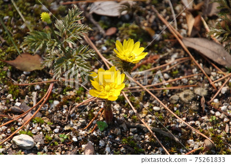 Amur adonis Fukujukai Amur adonis Fukujukai 75261833