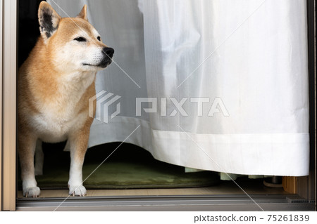 柴犬在房子外面看 柴犬在房子外面看 75261839
