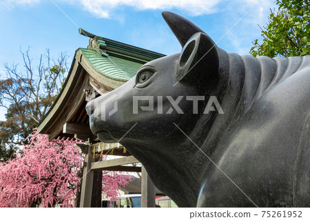 岡崎天滿宮,盛開的梅花<愛知縣岡崎市> 岡崎天滿宮,盛開的梅花<愛知縣岡崎市> 75261952