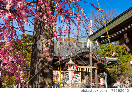 Okazaki Tenmangu Shrine, plum blossoms in full bloom <Okazaki City, Aichi Prefecture> Okazaki Tenmangu Shrine, plum blossoms in full bloom <Okazaki City, Aichi Prefecture> 75262040