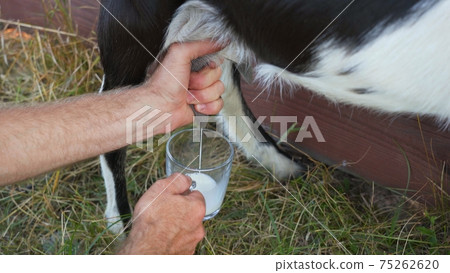 The owner milks his goat with a mug in the village. The owner milks his goat with a mug in the village. 75262620
