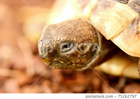 Hermann's tortoise  (Testudo hermanni boettgeri) 75262797