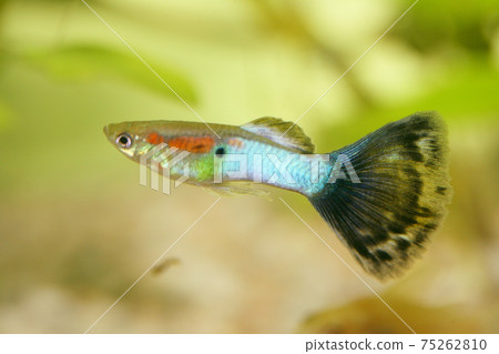 Guppy (Poecilia reticulata) Guppy (Poecilia reticulata) 75262810