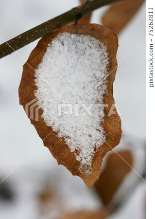 wilted autumn leaf wilted autumn leaf 75262811