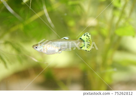 Guppy (Poecilia reticulata) Guppy (Poecilia reticulata) 75262812