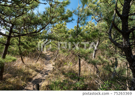 Sunny Tateyama City Heisaura Beach Sandproof Forest March 75263369