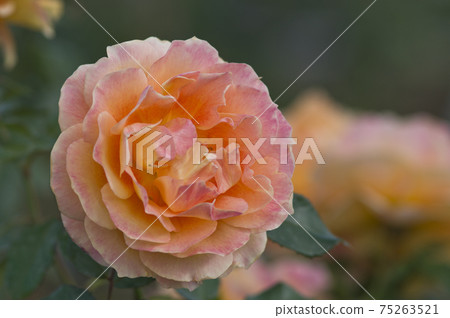 Pink rose flowers are in bloom in the rose garden. The name of this rose is Manyo. Pink rose flowers are in bloom in the rose garden. The name of this rose is Manyo. 75263521