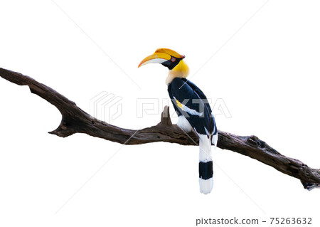Hornbill 75263632