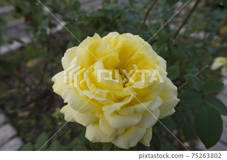 Yellow roses are in bloom in the rose garden. The name of this rose is Tours Lautrec. Yellow roses are in bloom in the rose garden. The name of this rose is Tours Lautrec. 75263802