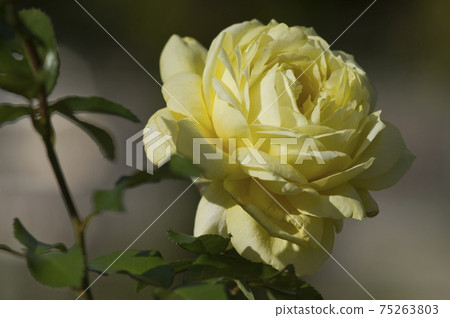 Yellow roses are in bloom in the rose garden. The name of this rose is Tours Lautrec. Yellow roses are in bloom in the rose garden. The name of this rose is Tours Lautrec. 75263803