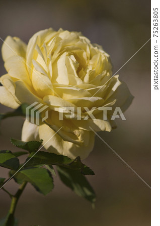 Yellow roses are in bloom in the rose garden. The name of this rose is Tours Lautrec. Yellow roses are in bloom in the rose garden. The name of this rose is Tours Lautrec. 75263805