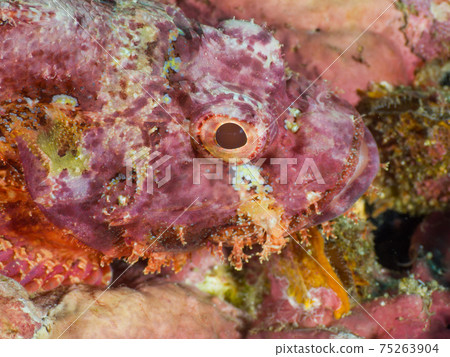 Profile of Bearded Scorpion Fish (Scorpionfish) (Richeryu Rock, Kingdom of Thailand) 75263904