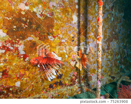 Red lionfish (Indian Lionfish) living in a wreck (Similan Islands, Kingdom of Thailand) 75263908