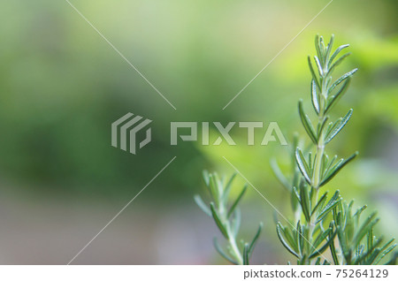 新鮮的香草，美麗的迷迭香 75264129