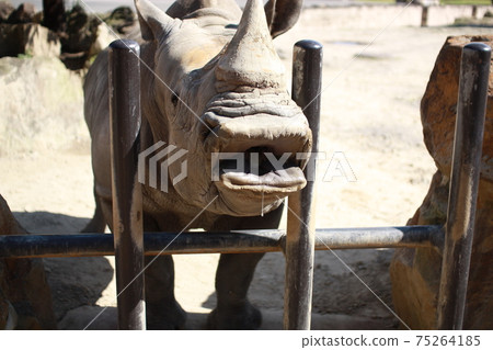 犀牛餵養犀牛動物園 犀牛餵養犀牛動物園 75264185