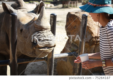 犀牛餵養犀牛動物園 犀牛餵養犀牛動物園 75264187