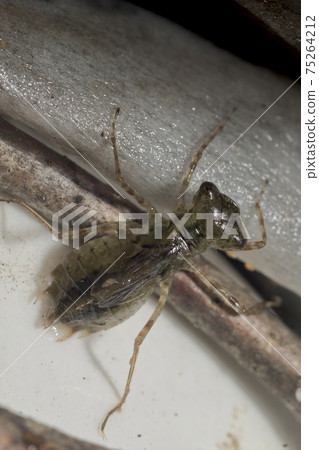 Yago that went up to the land before emergence 75264212