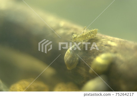 Algae-filled yago 75264217