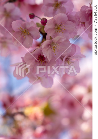 Cherry blossoms in full bloom, Hizakura 75264316