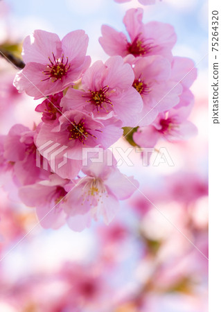Cherry blossoms in full bloom, Hizakura Cherry blossoms in full bloom, Hizakura 75264320