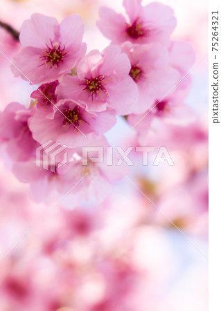 Cherry blossoms in full bloom, Hizakura 75264321