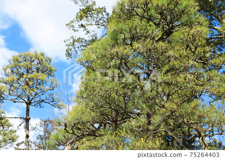 赤松花園日本圖片 75264403