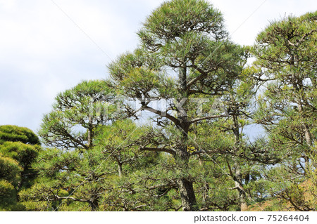 赤松花園日本圖片 75264404