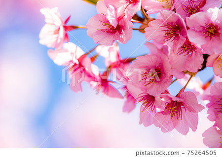 Cherry blossoms in full bloom, Hizakura 75264505