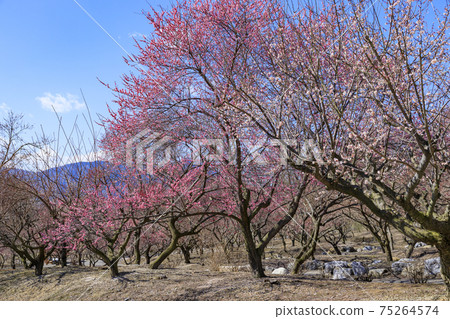 Inabe City Bairin Park Inabe City Bairin Park 75264574