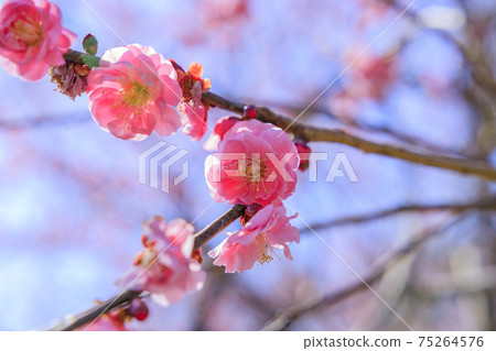 Inabe City Bairin Park Inabe City Bairin Park 75264576