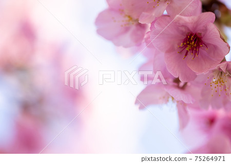 Cherry blossoms in full bloom, Hizakura Cherry blossoms in full bloom, Hizakura 75264971
