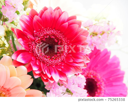 Pink gerbera up 75265338