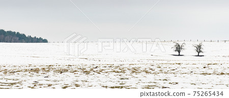 Winter farmland panorama. Pasture with two old trees and fence at hill edge. Winter farmland panorama. Pasture with two old trees and fence at hill edge. 75265434