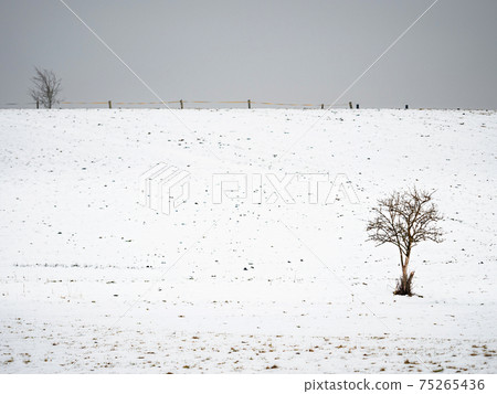 Withered black elder bush in the middle of a horse pasture. Quiet winter day Withered black elder bush in the middle of a horse pasture. Quiet winter day 75265436