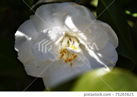 白色山茶花冬花 白色山茶花冬花 75265625