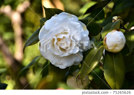 白色山茶花冬花 75265626