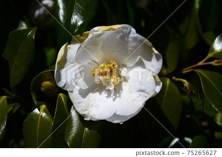 白色山茶花冬花 白色山茶花冬花 75265627